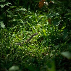 Fototapeta premium A snake slithers slowly through the thick green grass, displaying its contrasting, shimmering scales. Natural light highlights its body, creating a mysterious and serene atmosphere. The surrounding en