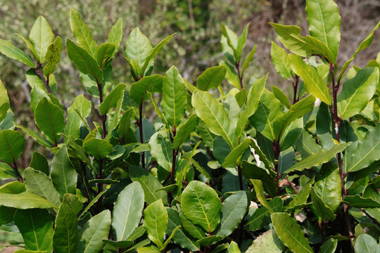 ゲッケイジュ（月桂樹、学名: Laurus nobilis）は、クスノキ科の常緑高木の1種である。	
