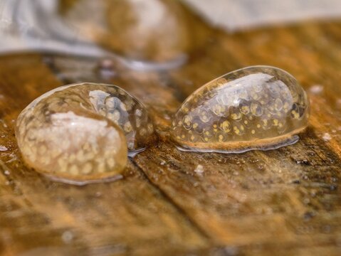 Great Pond Snail (Lymnaea stagnalis) egg masses attached to submerged wood with developing embryos, common species in the Czech Republic
