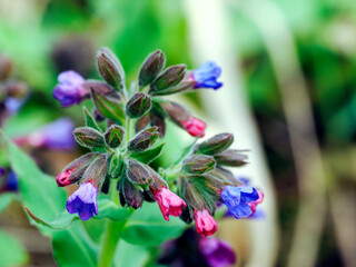 Kwitnąca Miodunka ćma (Pulmonaria obscura Dumort.) – gatunek rośliny charakterystyczny dla wczesnej wiosny, jest rośliną leczniczą. Miodunka dostarcza nektaru dla  owadów  wczesną wiosną jest też ozd © JDziedzic
