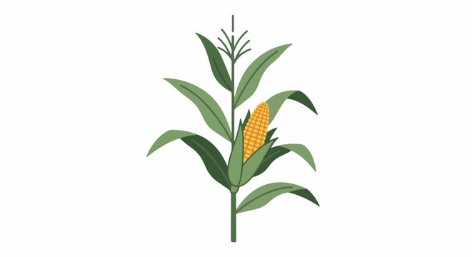 Stylized illustration of a single corn stalk with a ripe yellow cob and green leaves
