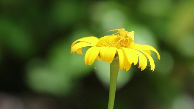 a yellow crab spider on yellow daisy