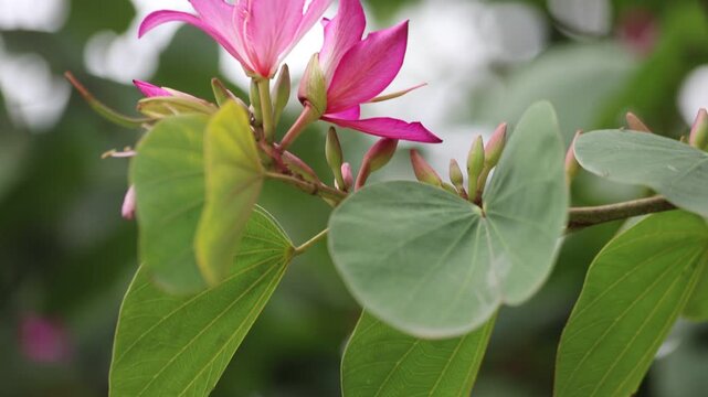 Bloom of Bauhinia variegata. It is also known as mountain ebony or orchid tree