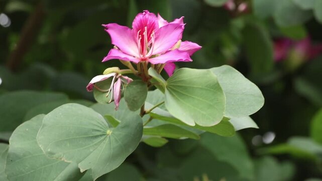 Bloom of Bauhinia variegata. It is also known as mountain ebony or orchid tree