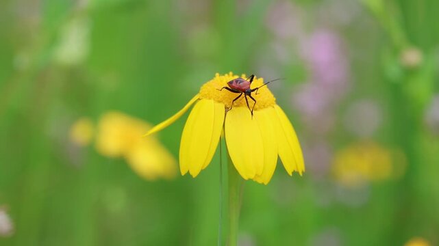 Vibrant Life: Firebug (Pyrrhocoris Apterus) on a Yellow Daisy