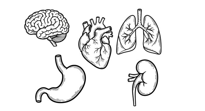 Collection of Hand-Drawn Human Internal Organs Detailed Vector Illustrations of Brain, Heart, Lungs, Stomach, and Kidney for Science and Health Education