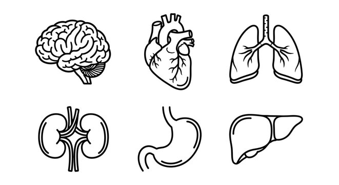 Detailed line art collection of human internal organs, featuring brain, heart, lungs, kidneys, stomach, and liver, ideal for medical education, healthcare design, and scientific illustrations