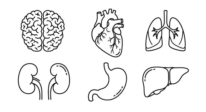 Collection of human organ icons including brain, heart, lungs, kidneys, stomach, and liver in outline style