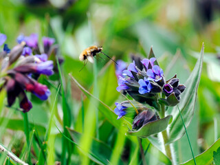 Kwitnąca Miodunka ćma (Pulmonaria obscura Dumort.) – gatunek rośliny charakterystyczny dla wczesnej wiosny, jest często odwiedzany Bujanki  (Bombylius ) z rodziny bujankowatych, muchówki, © JDziedzic
