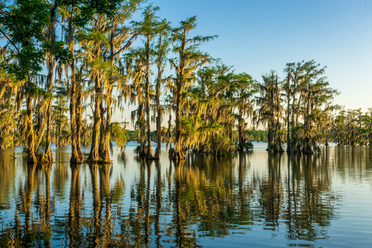 Lake Martin at Cypress Island Preserve, Cypress swamp scenic landscape with reflections, Breaux Bridge near Lafayette, Louisiana