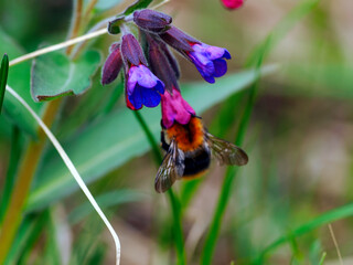 Kwitnąca Miodunka ćma (Pulmonaria obscura Dumort.) – gatunek rośliny charakterystyczny dla wczesnej wiosny, jest często odwiedzany przez trzmiela łąkowego (Bombus pratorum) © JDziedzic