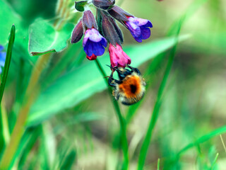 Kwitnąca Miodunka ćma (Pulmonaria obscura Dumort.) – gatunek rośliny charakterystyczny dla wczesnej wiosny, jest często odwiedzany przez trzmiela łąkowego (Bombus pratorum) © JDziedzic