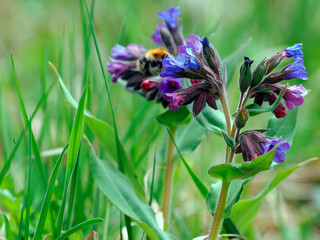 Kwitnąca Miodunka ćma (Pulmonaria obscura Dumort.) – gatunek rośliny charakterystyczny dla wczesnej wiosny, jest często odwiedzany przez trzmiela łąkowego (Bombus pratorum) © JDziedzic
