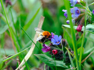 Kwitnąca Miodunka ćma (Pulmonaria obscura Dumort.) – gatunek rośliny charakterystyczny dla wczesnej wiosny, jest często odwiedzany przez trzmiela łąkowego (Bombus pratorum) © JDziedzic