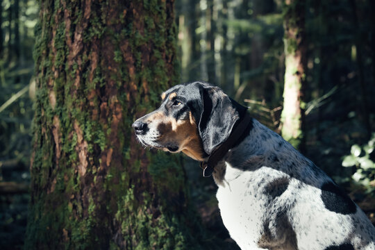 Large dog in the forest with defocused background. Bluetick coonhound sitting in a sunny spot in the rainforest, enjoying the sounds and smells. Male Bluetick Coonhound or coon dog. Selective focus.