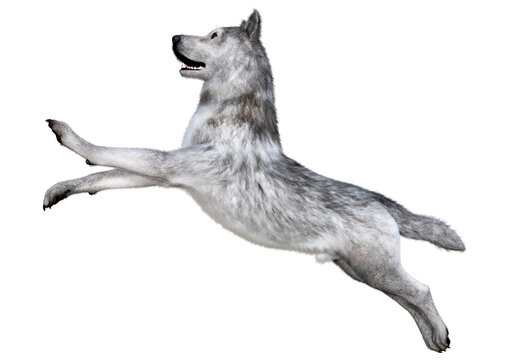 3D Rendering Gray Wolf on White