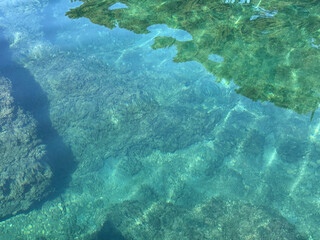 Fototapeta premium Blue sea with underwater algae.