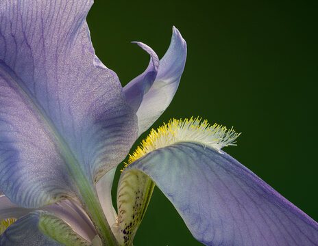 Macro view of the "beard" and petals of a bearded iris flower in spring. The beard attracts and a guides pollinators to the reproductive parts of the flower.
