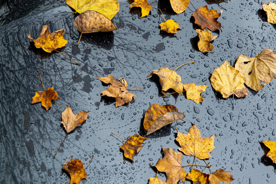 Autumn leaves on hood of car after a rain.