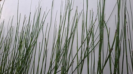 Obraz premium Thin Grass Plants on Light Background Minimal Nature Texture