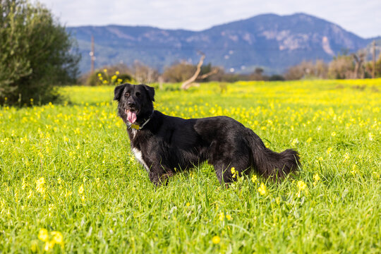 Perro libre corriendo