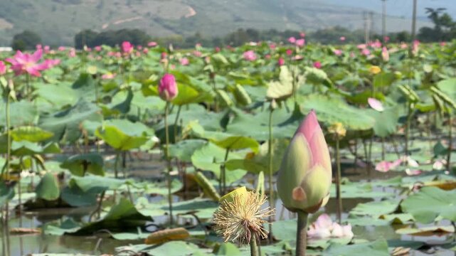 Wide cultivated lotus plantation spreads across shallow water with blooming plants forming an expansive wetland landscape in daylight conditions. Spiritual landscape.