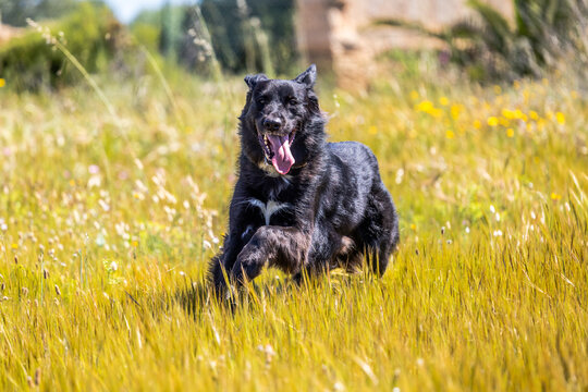 Perro libre corriendo