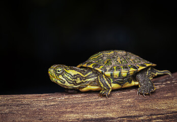 Tortuga verde de laguna © Sergio
