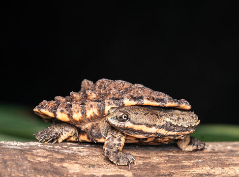 Tortuga con cuello de serpiente replegada, hydromedusa