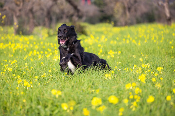 Obraz premium Perro libre corriendo