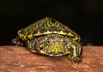 Tortuga verde de laguna, sin una pata. © Sergio