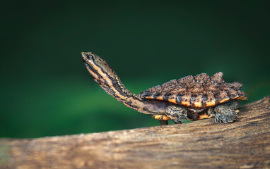 Tortuga cuello de serpiente, hydromedusa, de laguna © Sergio
