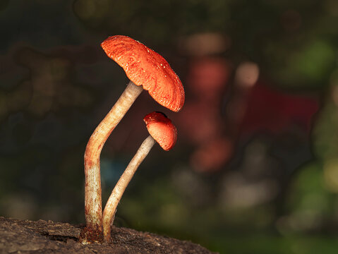Hongos en el bosque en oto&ntilde;o.