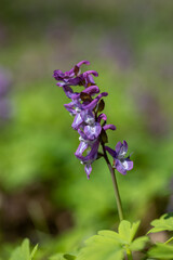 Obraz premium Flowering meadow in the spring forest