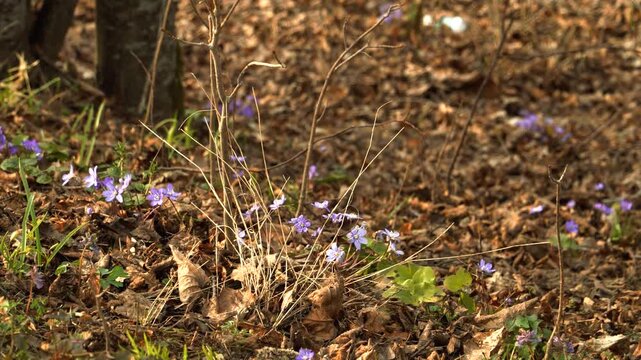 Wild purple Hepatica nobilis flowers bloom on a forest floor covered in dry brown leaves. Warm sunlight highlights the delicate petals in this peaceful early spring close up scene. 