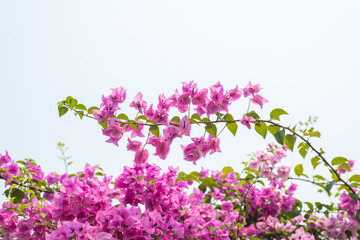 Obraz premium Bougainvillea flower on white background