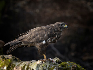 Fototapeta premium Close-up of a bird of prey perched on a branch, detailed feathers and sharp gaze, natural habitat with soft background, wildlife and nature observation concept.