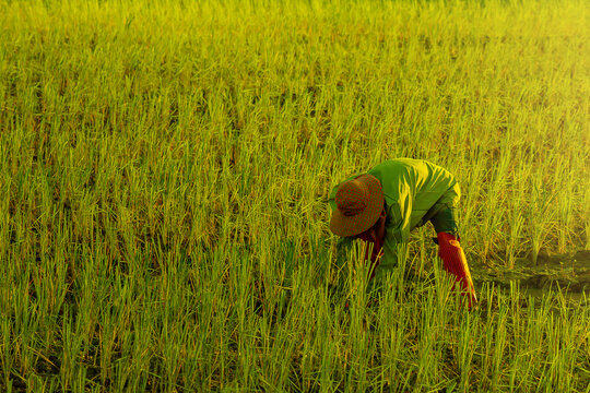 Asian farmer working in a rice field, surrounded by green rice plants and water, Farmer planting rice sprout in to her rice field.
