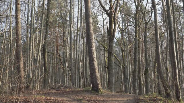 Sunlight shines through tall bare trees at a forest path fork on a hill. The ground is covered in dry brown leaves, highlighting the natural textures of an early spring morning or evening in the wild.