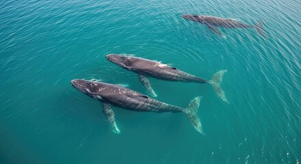 Fototapeta premium Three gray whales swim gracefully in a turquoise ocean. The whales are moving through the water, and their massive bodies are visible against the clear blue background.
