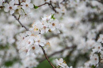 Fototapeta premium Close-up of blooming cherry tree branches against a blurred natural background. Springtime nature background with white fruit tree flowers in soft sunlight.