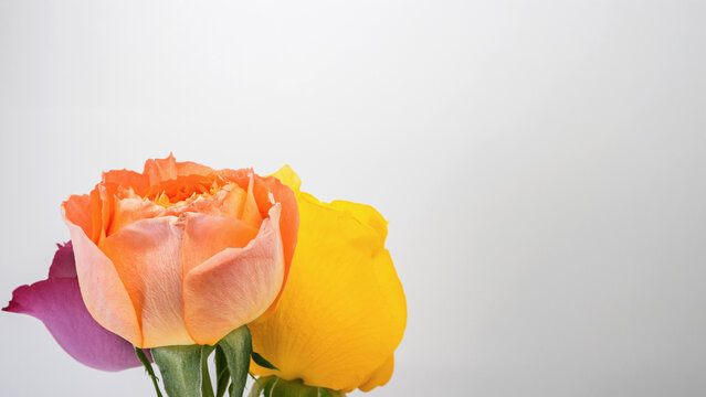 三色のバラの花 白背景 マクロ撮影 コピースペース
