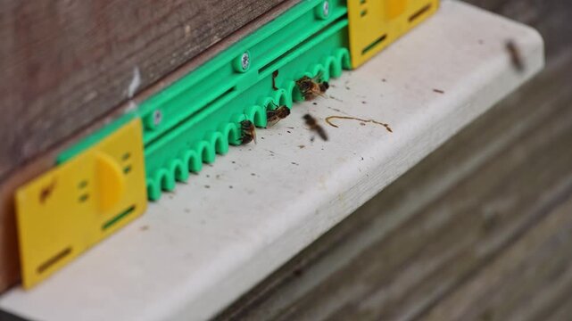 European honey bees flying in and out of the hive during springtime