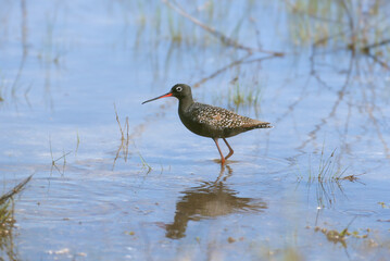 Close-up of a Spotted Redshank (Tringa erythropus) in its striking black breeding plumage. © VOLODYMYR KUCHERENKO