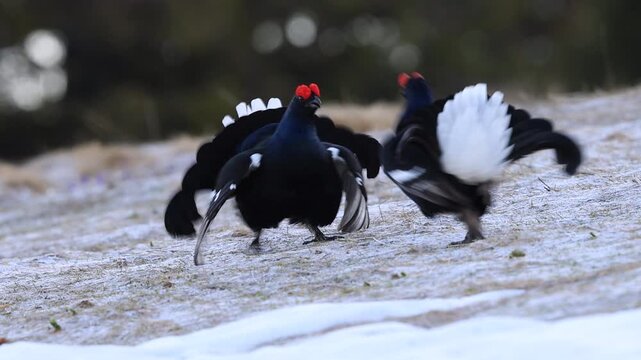 Combat de coqs T&eacute;tras-lyre pendant la parade nuptiale. Vercors - Is&egrave;re 