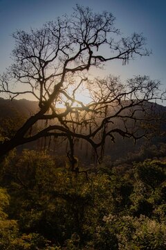 Sun shining through the branches of a silhouetted tree in the lush Yungas cloud forest of Argentina at sunset, creating a golden glow.