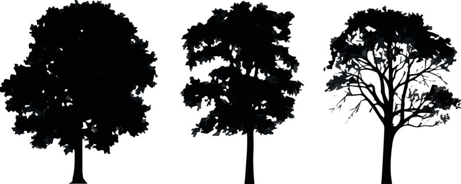 Street tree silhouettes for city landscape and park planning