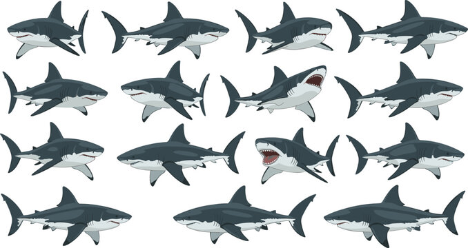 Realistic Shark Illustration Set with Detailed Marine Predators in Various Swimming Poses for Ocean Wildlife Design, Educational Use, and Vector Graphics Collection.
