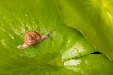 Snail crawling on a vibrant green lily pad with water droplets,Macro,A small brown snail slowly moving across the surface of a bright green lotus leaf covered in fresh water drops. The top-down. © banjongseal324