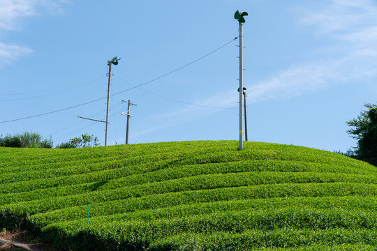 茶畑